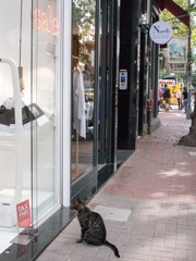 ネズミより人間の方がいいニャ