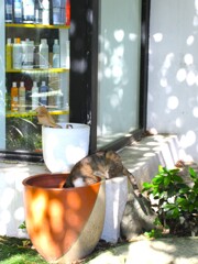 趣味は園芸ニャンの朝～～