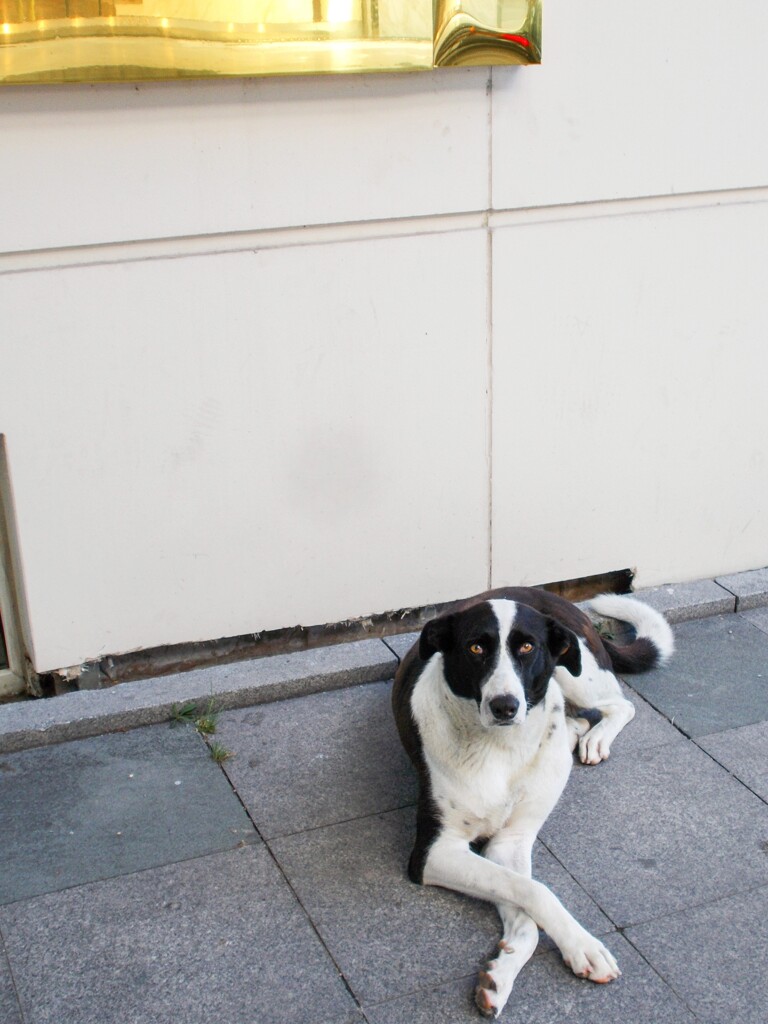 露店占い師みたいな野良ちゃん～☆