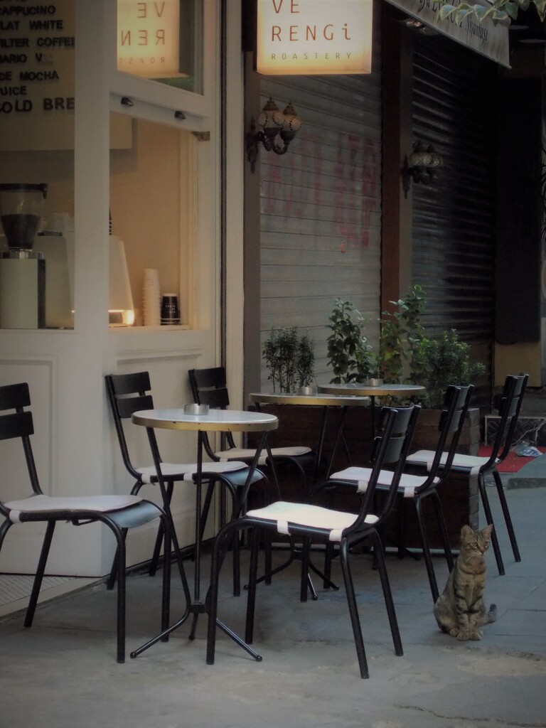 夕暮れニャン…今夜は…