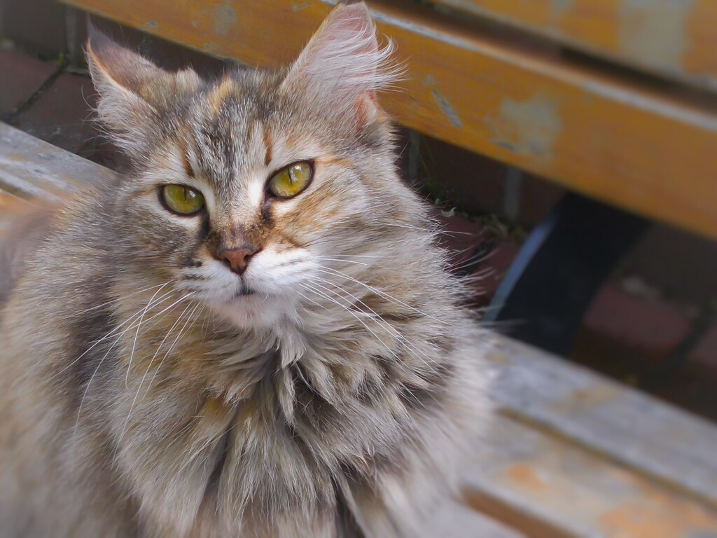 今日は　猫の日～♡