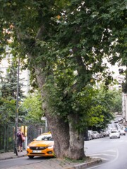 街中の大樹　この街の名はihlamur …菩提樹…