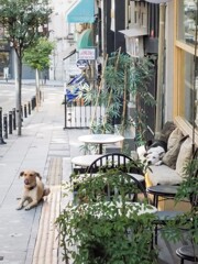 カフェの看板ワンズ～♪