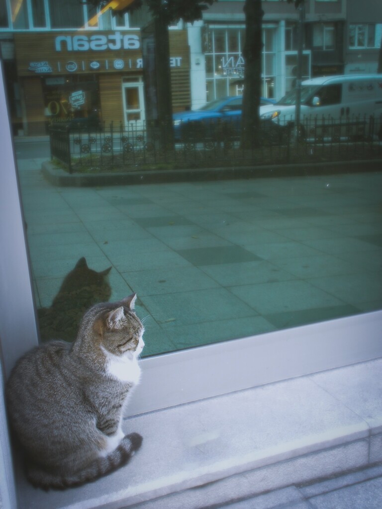 ふくら猫。。。
