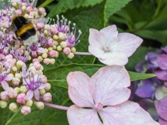 イスタンブールの蜂は　ネコみたいにモフモフ～（ぼけぼけ）～！