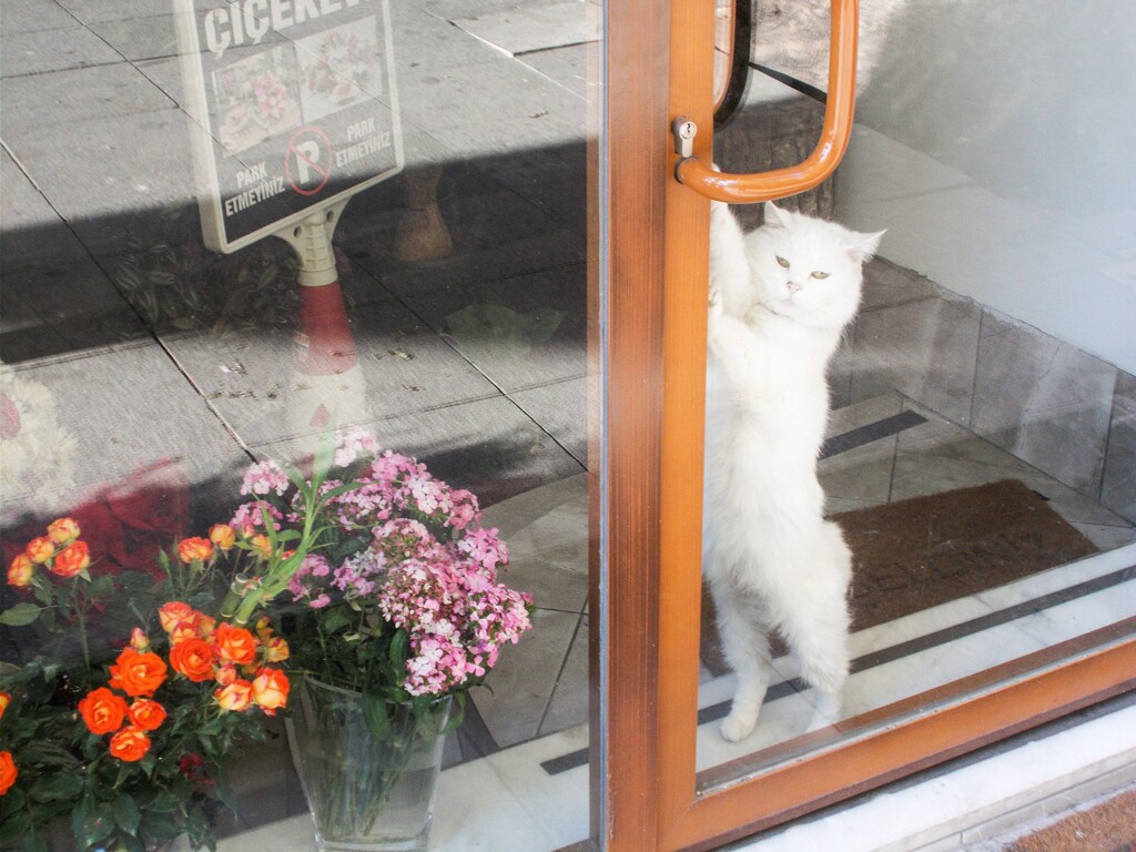 留守番ニャン　開けてったら！♡