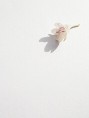 落花～　まだこんなに…～