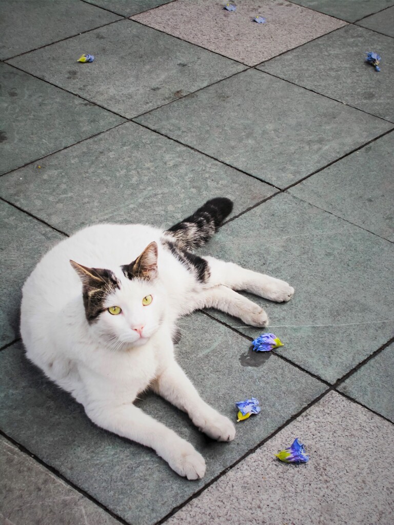 僕と散っちゃった街路樹のムクゲの花～～