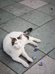 僕と散っちゃった街路樹のムクゲの花～～