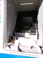 銀行屋シャン～～z♡ｚｚ～