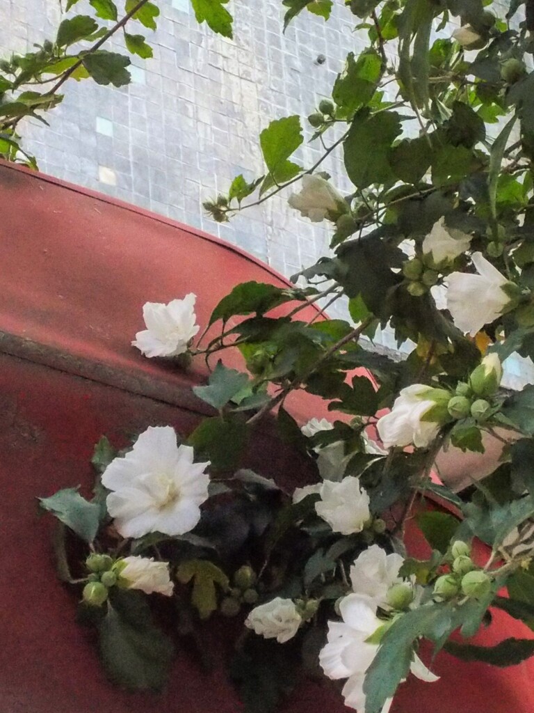 もっと自由に伸びたいのに…