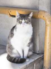 美ニャンの立ち居振る舞い～その１