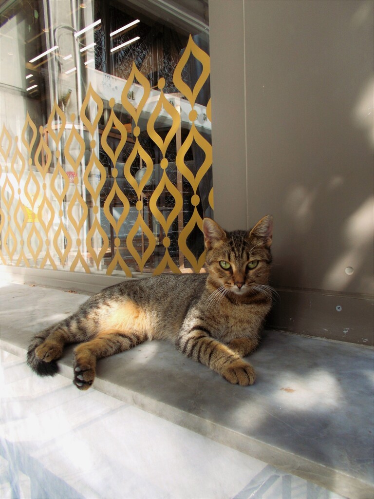 頑張り過ぎなお澄まし～～♪