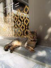 頑張り過ぎなお澄まし～～♪