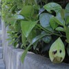 散っていく…葉っぱの重さ…