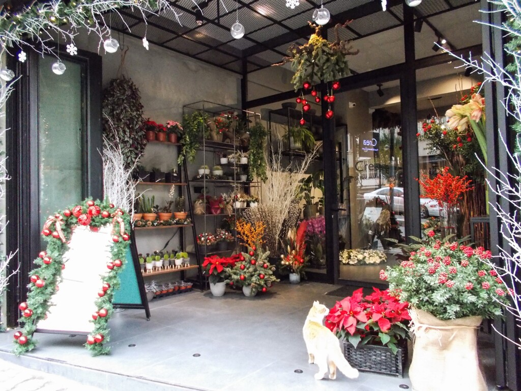 野良ちゃん　新顔の尋問調査～