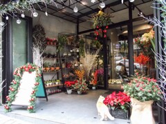 野良ちゃん　新顔の尋問調査～