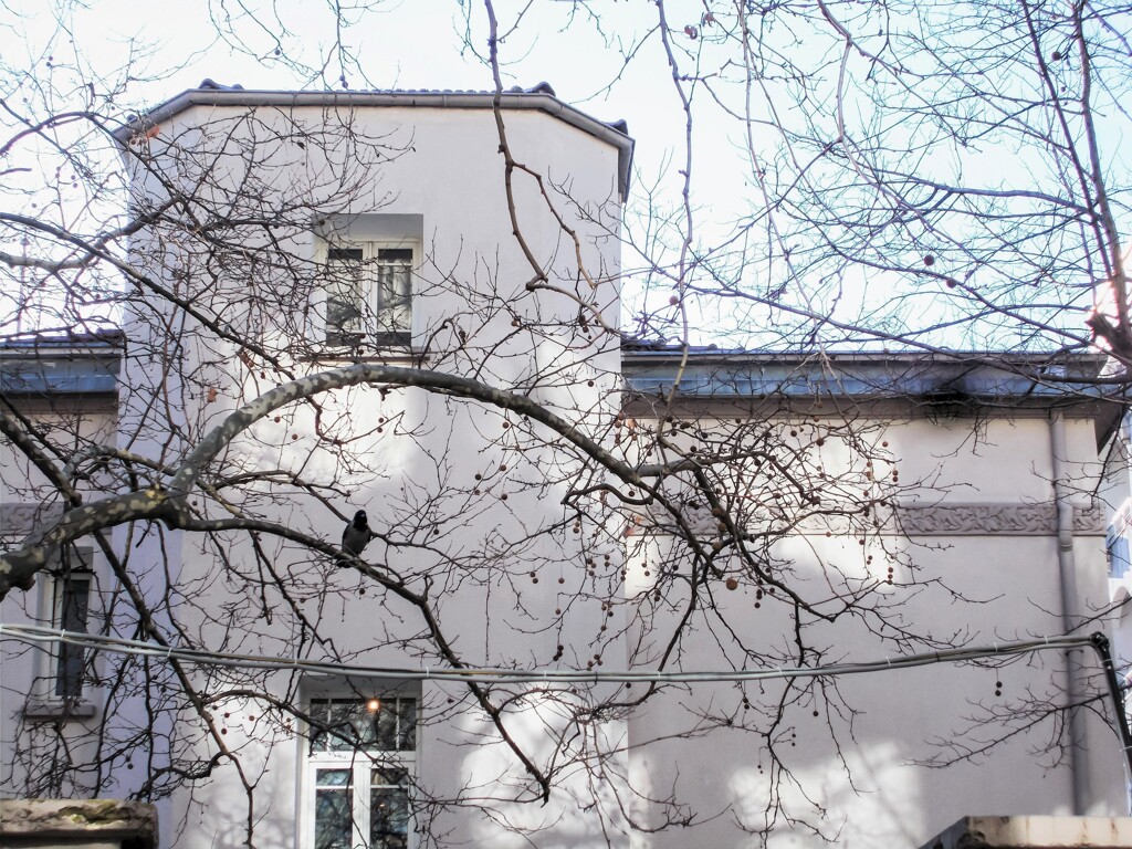 冬の旅～　カラス～♪～