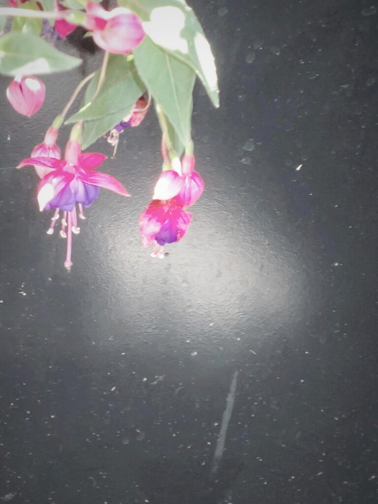 心の裡を通り抜けるほむら＊～＊