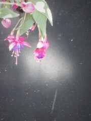 心の裡を通り抜けるほむら*~* 心の裡を通り抜けるほむら*~*