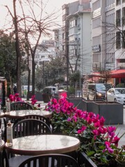 うす紅色のシクラメン～～時が2人を追い越していく～～♪