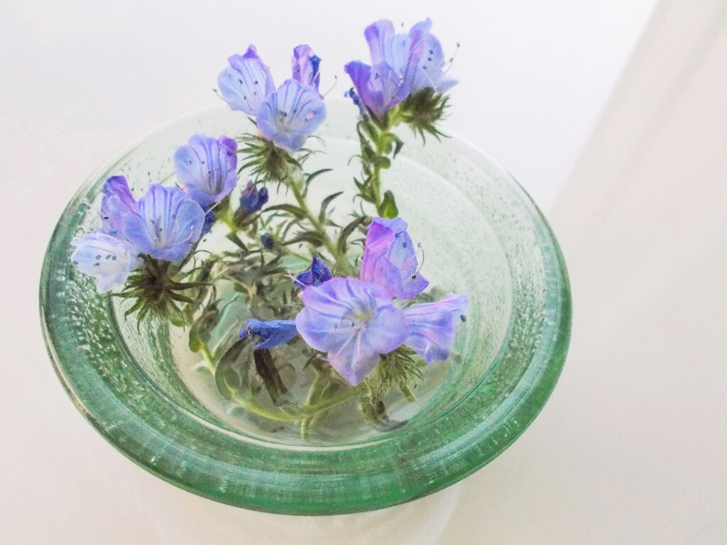 秘密基地から～　春リンドウの花を～