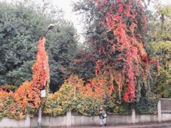 蔦紅葉*　メラメラ～～