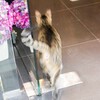 野良ちゃん　大好きなお店へ　ルンルンご訪問～♪