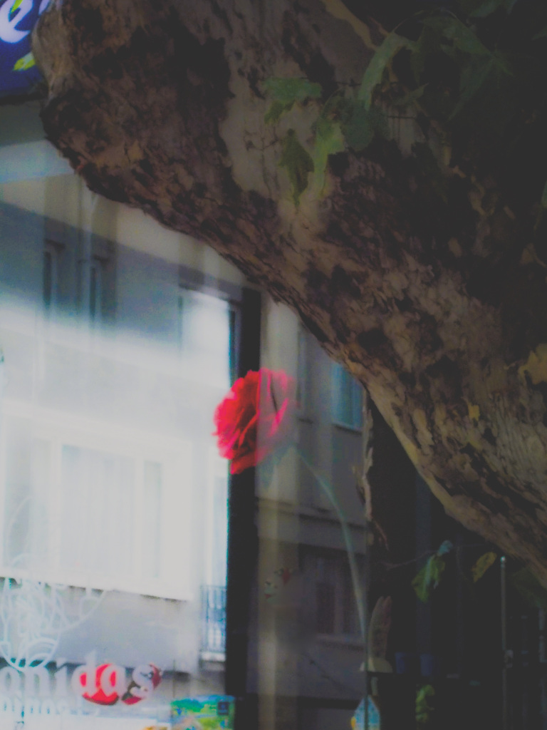 赤い薔薇～　