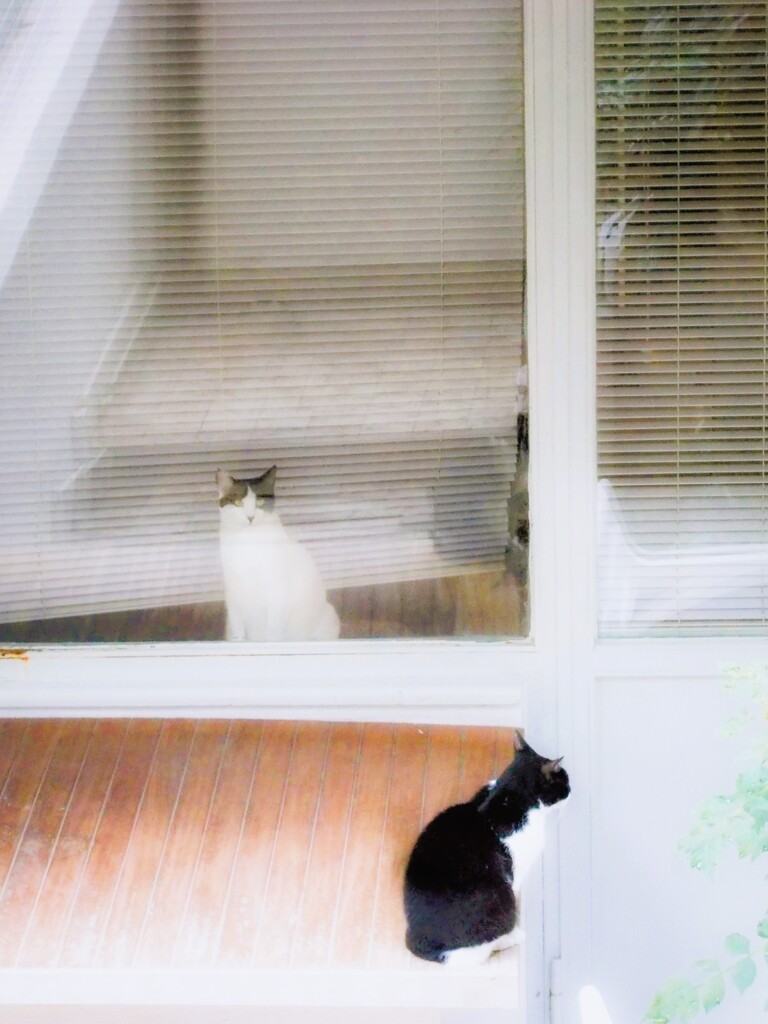此岸のニャン　彼岸のニャン…！？！