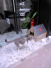 shirokedi不動産　新着猫用物件　1⃣　