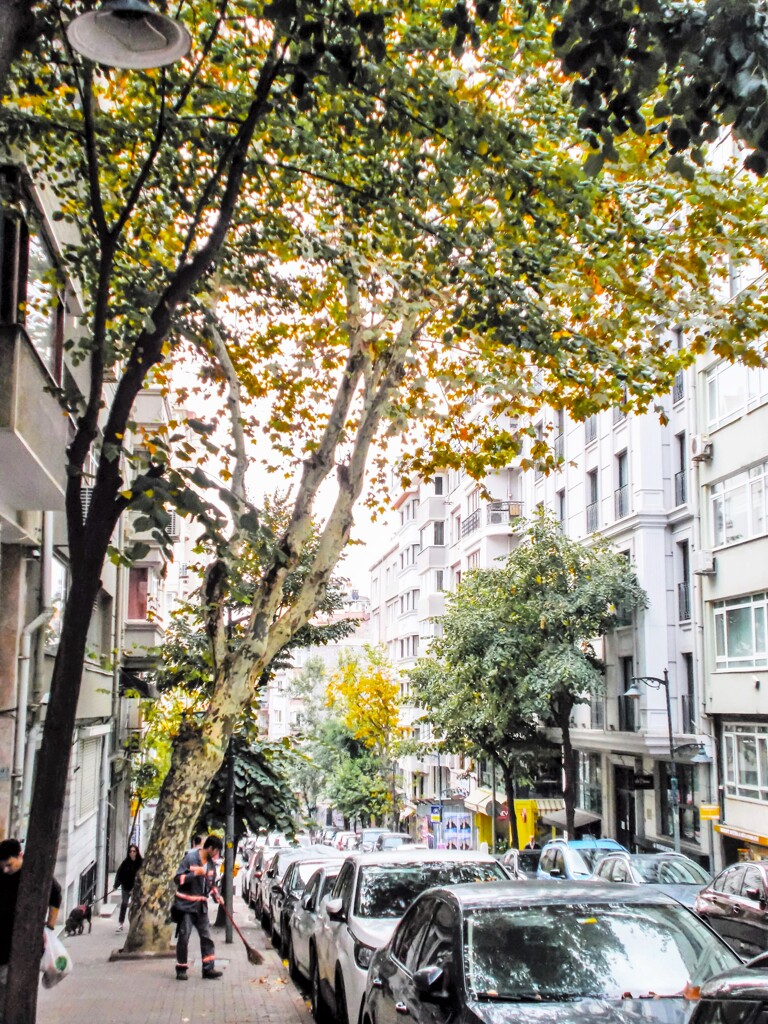 これから毎朝　落ち葉掃除で忙しい清掃員さん～