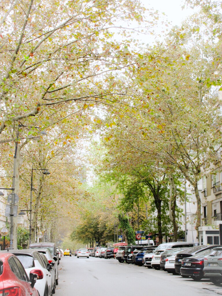 朽葉色の道が続く…