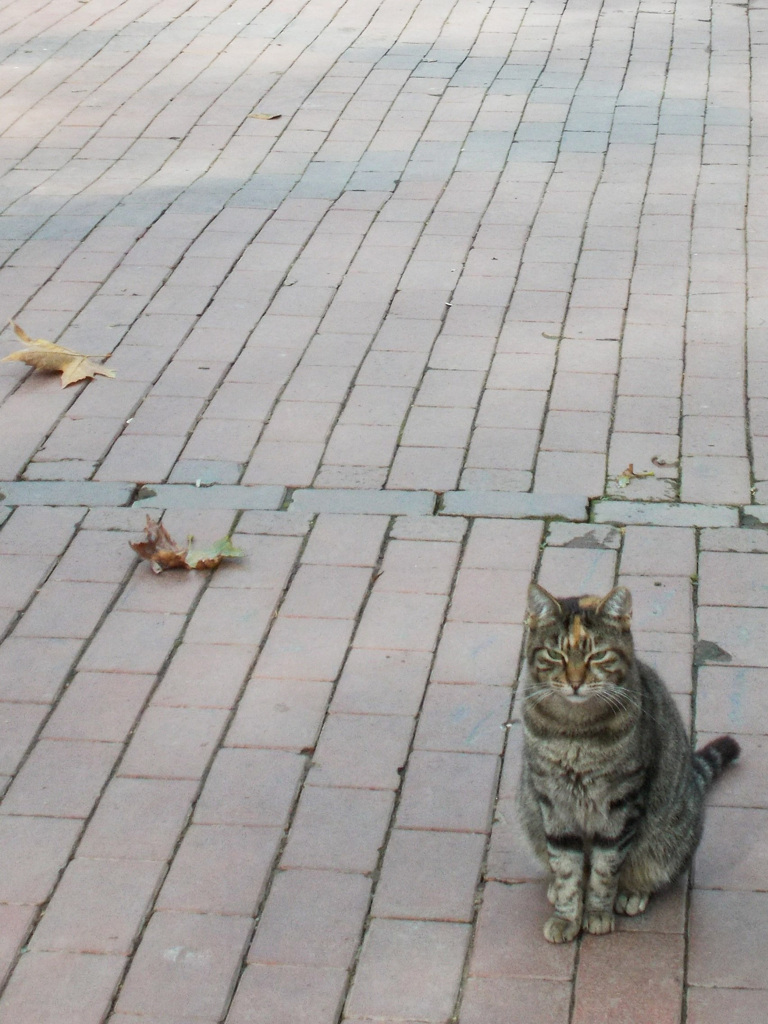 枯葉とニャンちゃんのあみだくじ