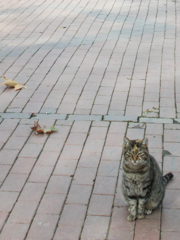 枯葉とニャンちゃんのあみだくじ