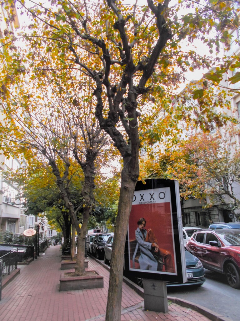 木枯らしの夜に葉っぱが散っていきました…