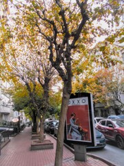 木枯らしの夜に葉っぱが散っていきました…