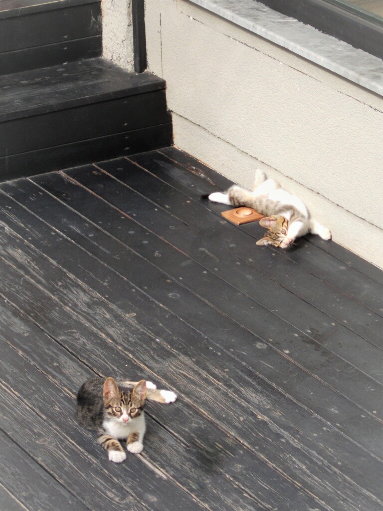 小猫たち～♡
