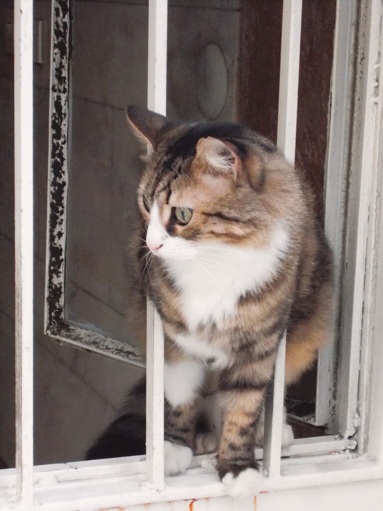 カモメに飛ぶことを教えた猫ゾルバ…かな？