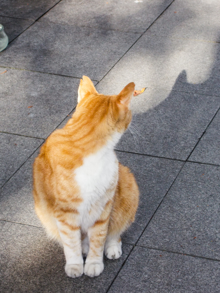 それ　あなたのお耳…