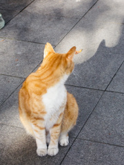 それ　あなたのお耳…