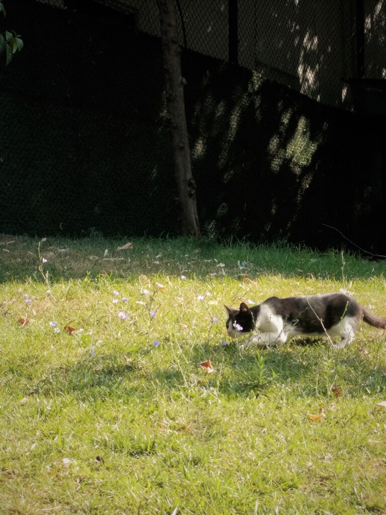 蝶々狩り.｡.:*・ﾟ