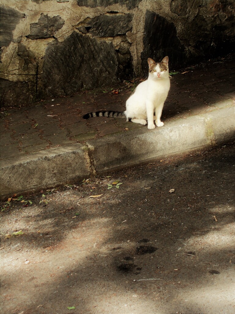 泥中の蓮…みたい…