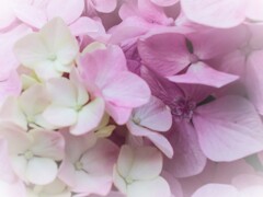 あすなろ～あすなろ～薄紫に～♡