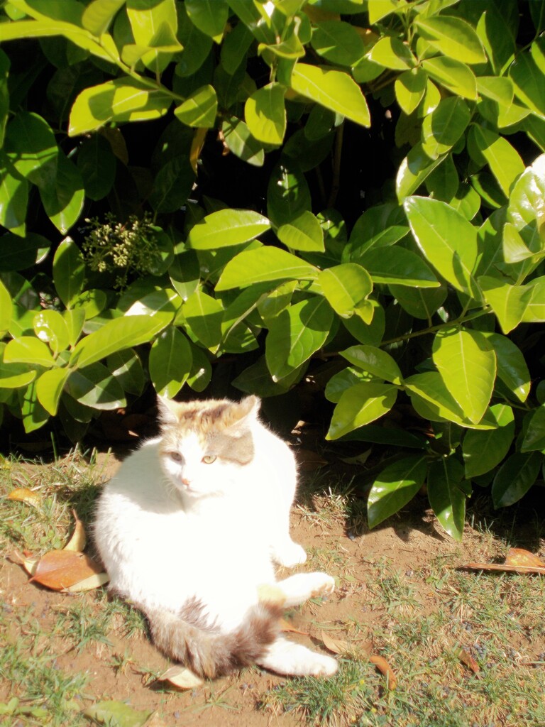 ぽっちゃりニャン～♡　むちっタイプ～♪