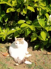 ぽっちゃりニャン～♡　むちっタイプ～♪