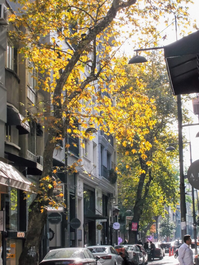 朝陽の中～✨眩しい枯葉達～✨