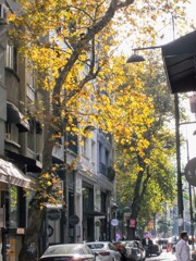 朝陽の中～✨眩しい枯葉達～✨