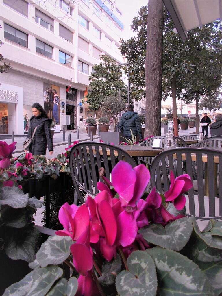 シクラメン～～