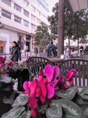 シクラメン～～